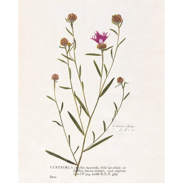 Reproduction Antique Botanical Print Set of 6 With Pink Flowers - 16 X 20" For Sale In Los Angeles - Image 6 of 8