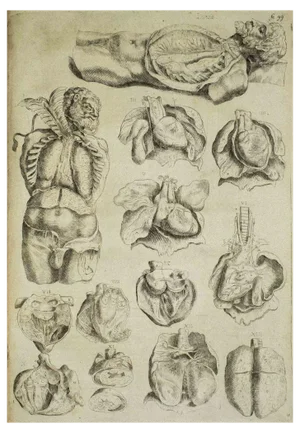 Andrea Vesalio, The Organs, Etching: De Humani Corporis Fabrica, 1642
