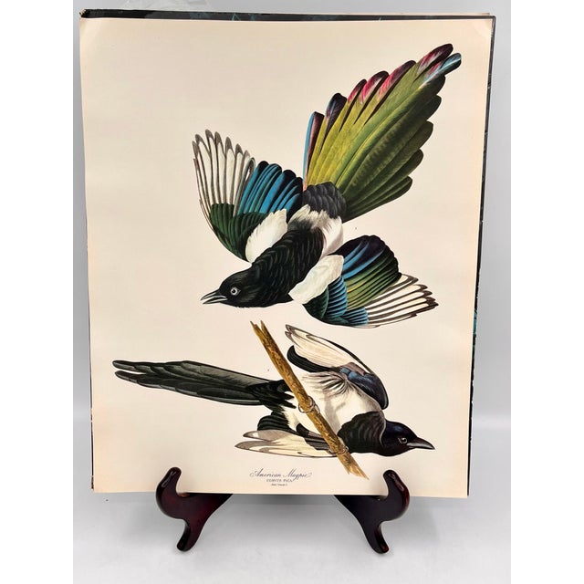 Paper 1964 Audubon Folio Lithograph Great Bird Paintings – “American Magpie” 17x14 For Sale - Image 7 of 7