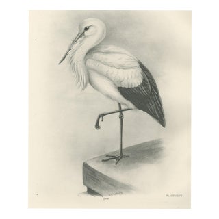 After Lilian Medland, White Stork, 1909, Print For Sale