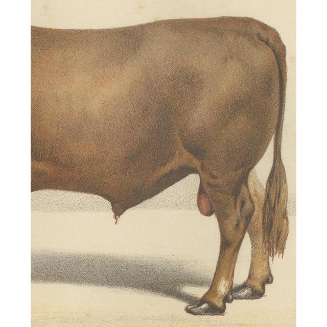 Borie, Limousin Bull, French Cattle Breed, 1863, Chromolithograph For Sale - Image 6 of 9