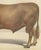 Borie, Limousin Bull, French Cattle Breed, 1863, Chromolithograph For Sale - Image 6 of 9