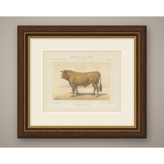 An original antique chromolithograph, printed in color, lettered "race femeline, taureau." and published in paris about...
