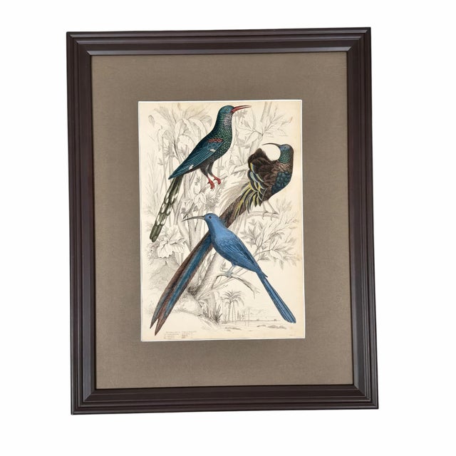 1835 Sapphire & Emerald Hummingbird Engraving | Framed With Archival Olive Mat For Sale - Image 9 of 9