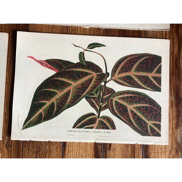 Charming Set of 7 Authentic 19th Century Color Botanical Prints Unframed For Sale In West Palm - Image 6 of 9