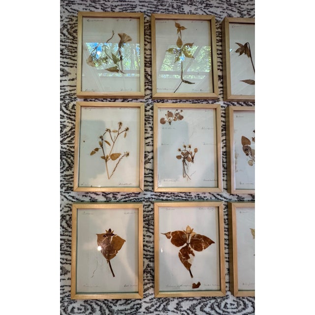 Wood Collection of 15 Antique Herbarium Botanical Specimens in Wood Frames, Bergdorf Goodman Provenance For Sale - Image 7 of 9