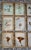 Wood Collection of 15 Antique Herbarium Botanical Specimens in Wood Frames, Bergdorf Goodman Provenance For Sale - Image 7 of 9