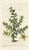 Original late-1700s hand-colored botanical print published in "Curtis's Botanical Magazine", the oldest and longest...