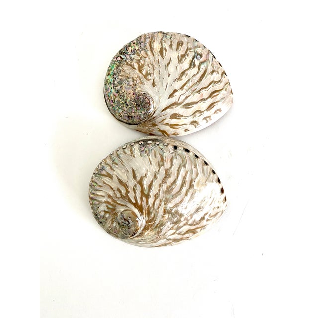 These seldom found pale pink abalone shells have been polished to enhance the underlying beauty once their crusty exterior...