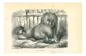Paul Gervais, The Dog, Lithograph, 1854