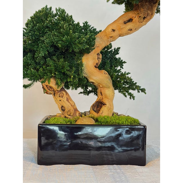 A striking faux Monterey bonsai arrangement crafted from naturally sourced California grapewood roots and accented with...