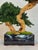 A striking faux Monterey bonsai arrangement crafted from naturally sourced California grapewood roots and accented with...