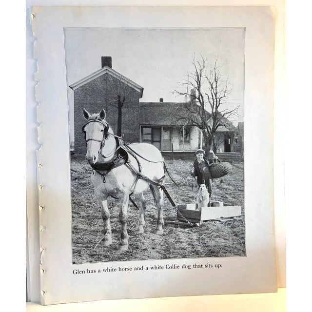 1933 Dog Book Illustration White Collie Print For Sale - Image 4 of 4