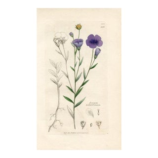 1840s, Blue Flax Botanical Print by James Sowerby, Original Antique Botanical Engraving, England For Sale