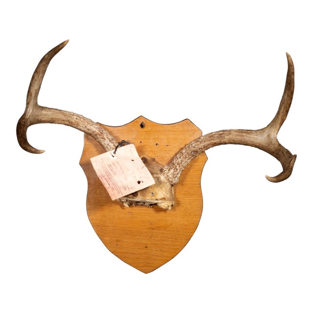 Vintage Mounted Deer Antlers With Original Tag For Sale
