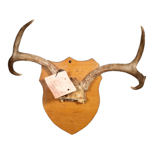 Vintage Mounted Deer Antlers With Original Tag