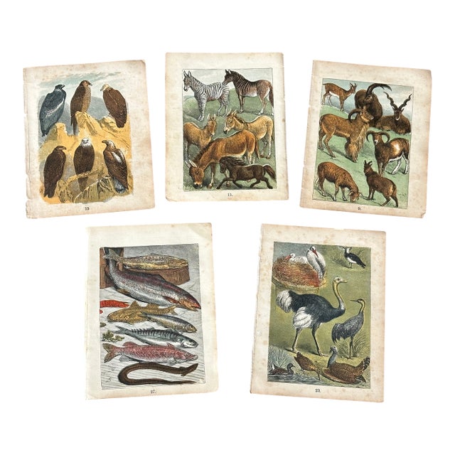 Antique 19th Century Engraved Natural History Animal Art Prints Set of 5 For Sale