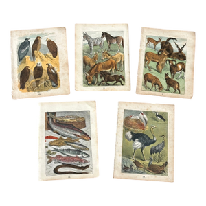 Antique 19th Century Engraved Natural History Animal Art Prints Set of 5