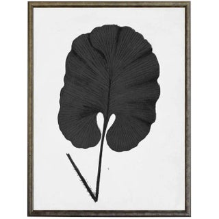 Black Cropped Leaf in Silver & Black Shadowbox - 23.25"x29.25" For Sale