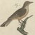 Beige Bertuch, Crested Lark and Other Larks, 1805, Print For Sale - Image 8 of 12