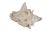 Nautical Vintage Queen Conch Shell Aliger Gigas Marine Arena Johns Pass Florida For Sale - Image 3 of 12