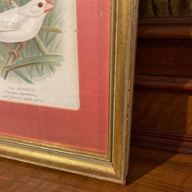 Victorian Late 19th Century "Java Sparrow" Bird Engraving by JW Frohawk, Framed Reproduction For Sale - Image 3 of 5