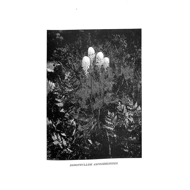 "Wall & Water Gardens" 1901 Jekyll, Gertrude For Sale - Image 9 of 13