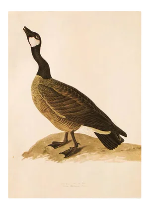 1966 Vintage Cottage Print "Canada Goose" After John James Audubon