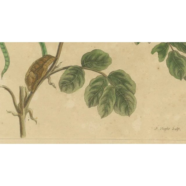 "Metamorphosis of Surinamese Insects by Merian" This exquisite original engraving is Plate 32 from Maria Sibylla Merian's...