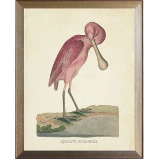Roseate Spoonbill With Bent Neck in Distressed Metallic Frame 17x21 For Sale