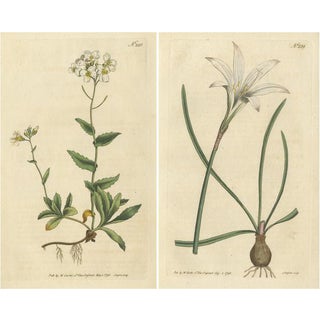 Curtis, Alpine Wall-Cress, Atamasco Lily, 1794, Prints, Set of 2 For Sale