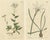 Curtis, Alpine Wall-Cress, Atamasco Lily, 1794, Prints, Set of 2 For Sale