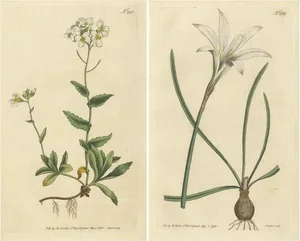 Curtis, Alpine Wall-Cress, Atamasco Lily, 1794, Prints, Set of 2