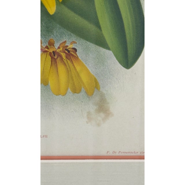 1890s Gilt & Slub Linen Framed Lindenia Orchid Print Curated by Turtle and Crane - Palm Beach Regency Maximalist For Sale - Image 12 of 16