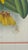 1890s Lindenia Orchid Chromolithograph, Gilt Frame For Sale - Image 12 of 16