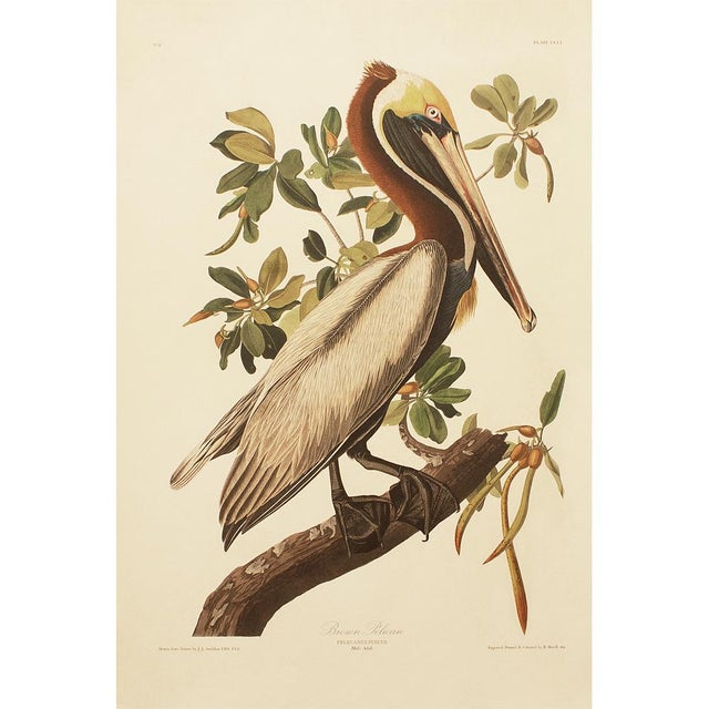 1990s Brown Pelican After Audubon, Large Cottage Print For Sale - Image 10 of 10
