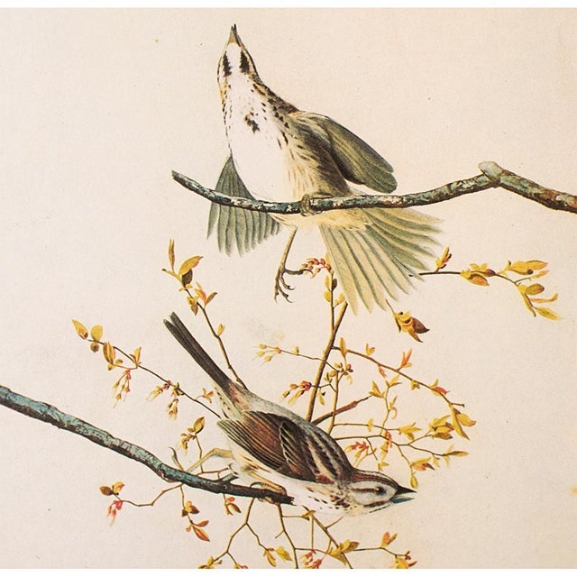 Farmhouse 1966 Vintage Farmhouse Cottage Print "Song Sparrow" After John James Audubon For Sale - Image 3 of 7