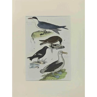 Johann Friedrich Naumann, Albatross, Etching, 1840 For Sale