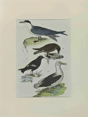 Johann Friedrich Naumann, Albatross, Etching, 1840