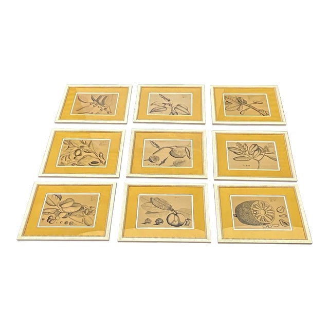 English Large Scale British Colonial Style Framed Tropical Fruit / Botanicals -S/9 For Sale - Image 3 of 12