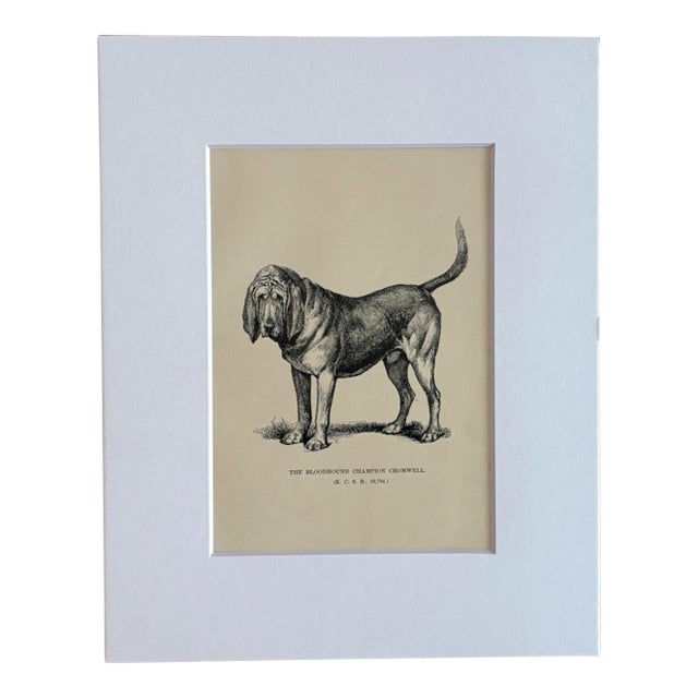 Antique Dog Print in 8 x 10 Mat, ca. 1890: "The Bloodhound Champion Cromwell" For Sale