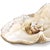 Coastal Regina Andrew Imperial Giant Clam Replica - Large For Sale - Image 3 of 6