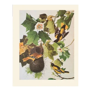 1966 Vintage Cottage Print "Baltimore Oriole" After John James Audubon
