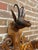 19th Century Swiss Black Forest Hand Carved Wall Mounted Coat and Hat Rack For Sale - Image 11 of 12