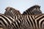 Africa, Kenya, Masai Mara Game Reserve, Close-up image of Plains Zebra (Equus burchelli) standing together on savanna....
