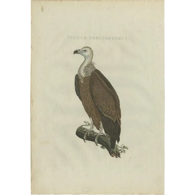 Paper After Sepp & Nozeman, Vulture, 1770, Print For Sale - Image 7 of 7
