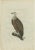Paper After Sepp & Nozeman, Vulture, 1770, Print For Sale - Image 7 of 7