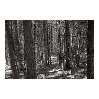 Landscape Digital Archival Print "Woods#2" by Jacques Gael Cressaty 2025 For Sale