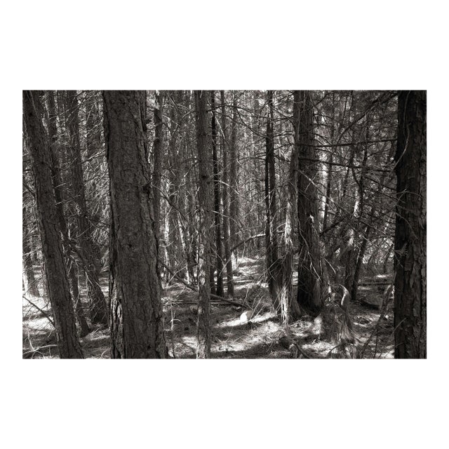 Landscape Digital Archival Print "Woods#2" by Jacques Gael Cressaty 2025 For Sale