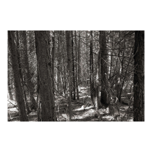 Landscape Digital Archival Print "Woods#2" by Jacques Gael Cressaty 2025